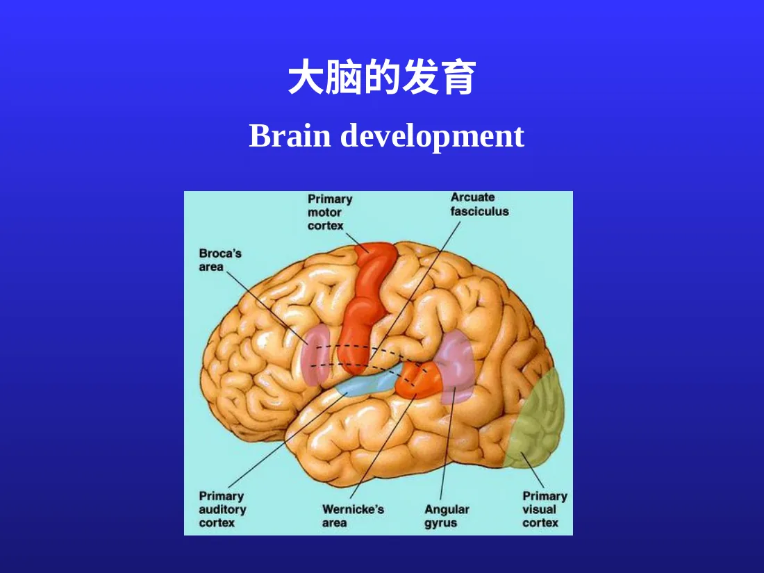 儿童神经心理发育 预览图