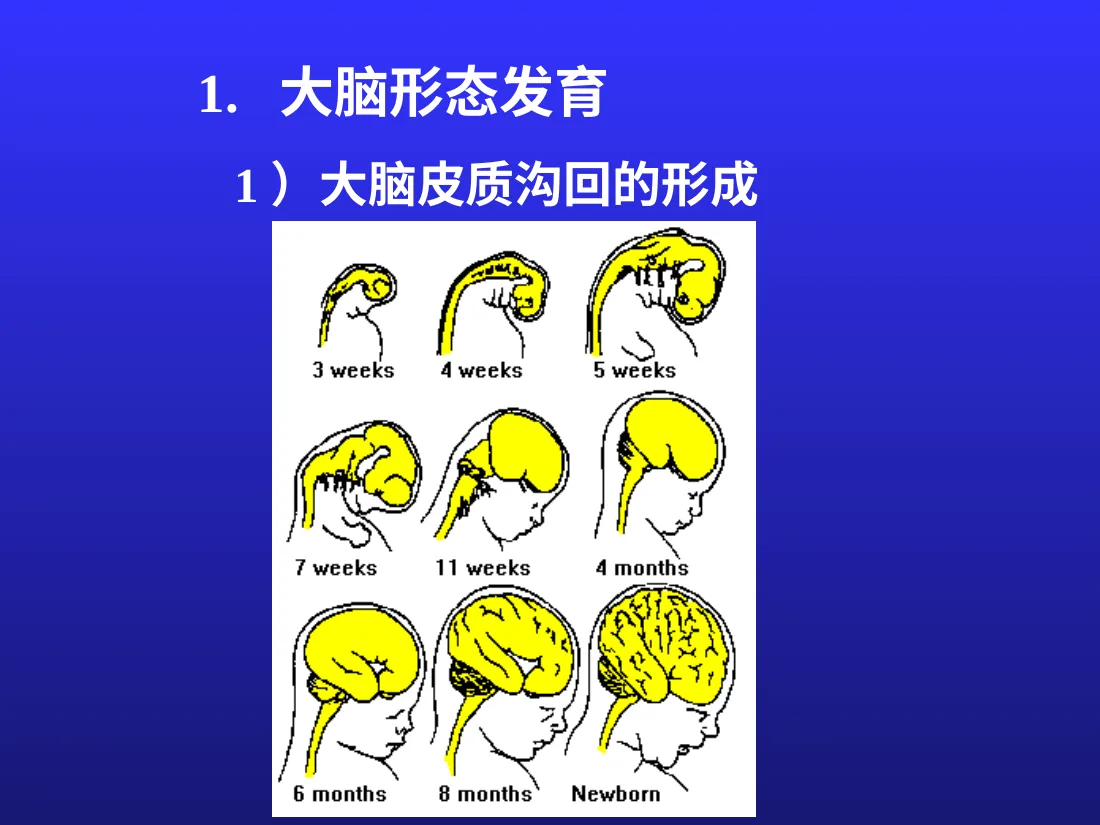 儿童神经心理发育 预览图