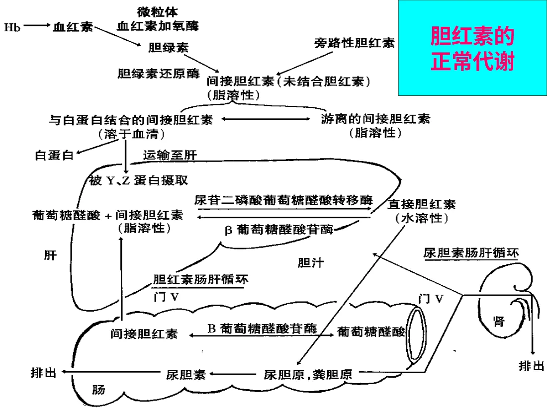 新生儿疾病(黄疸) 预览图