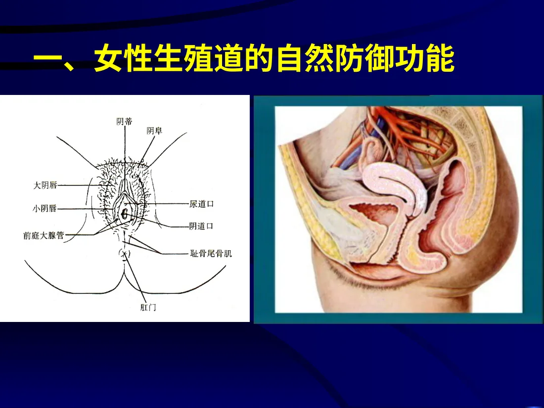 11妇产科 盆腔炎 预览图
