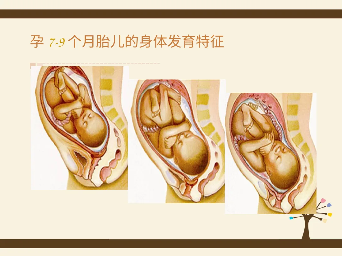 054.孕期规划 预览图