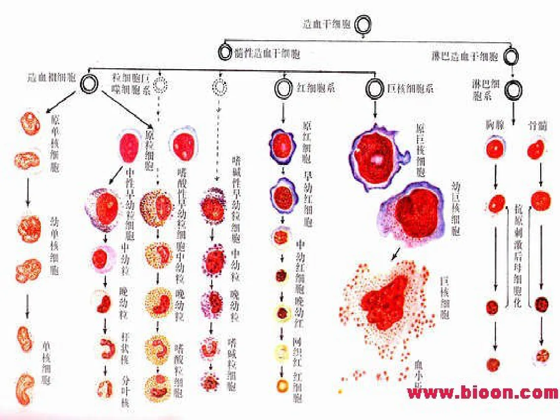 儿童造血和血象特点(黄色版) 预览图