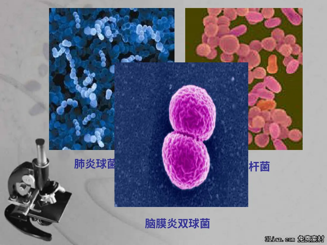 化脓性脑膜炎PPT 预览图