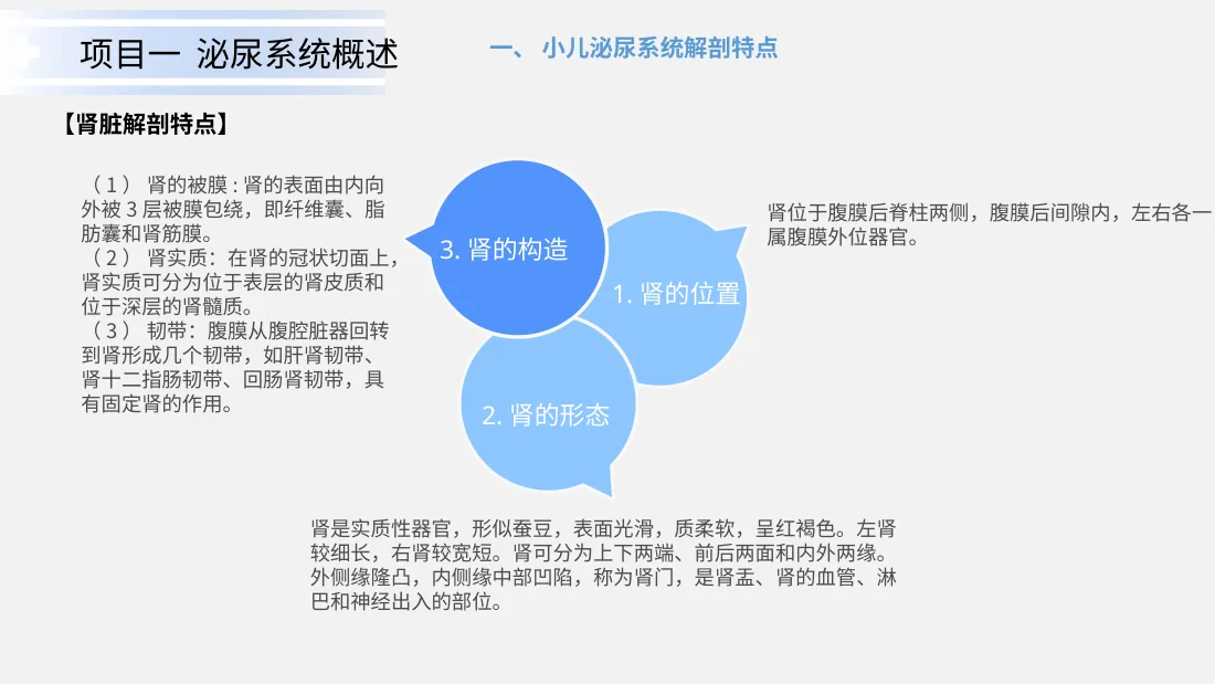 泌尿系统疾病患儿的护理 预览图