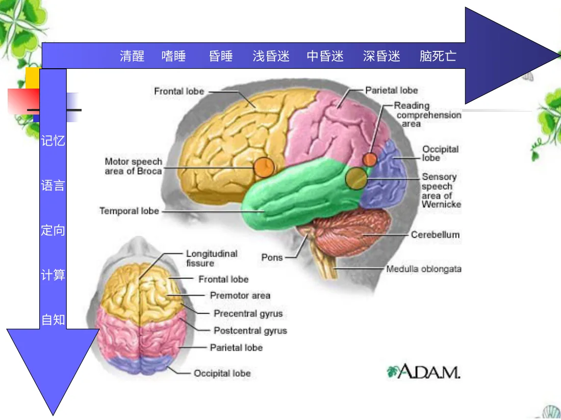 小儿神经系统疾病的常见症状PPT课件 预览图