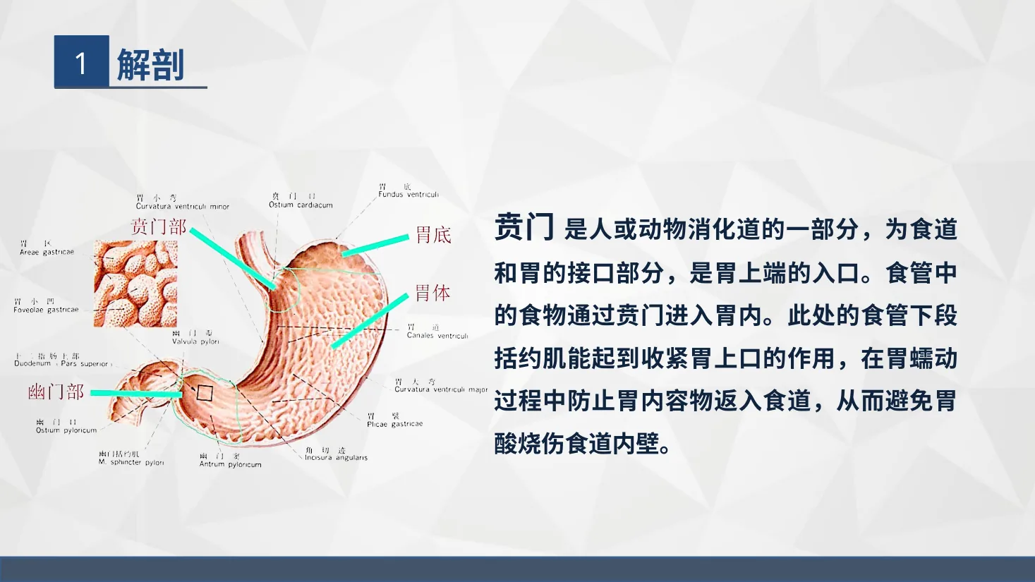 43普外科 贲门癌伴脓胸吻合口瘘护理查房 预览图
